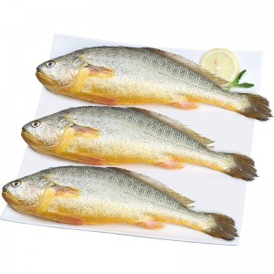 冷冻海鲜 活冻大黄花鱼1.5kg 每条0.5kg