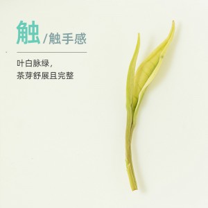 白茶罐装高山茶 春茶40g